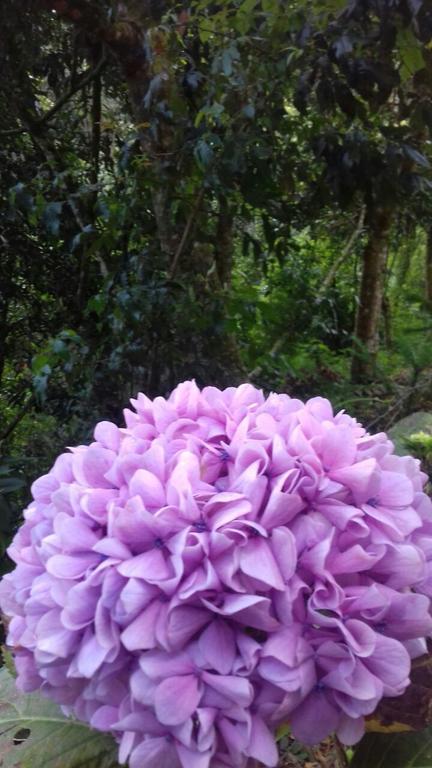 Pousada Toca Dos Tucanos Campos do Jordao Ngoại thất bức ảnh